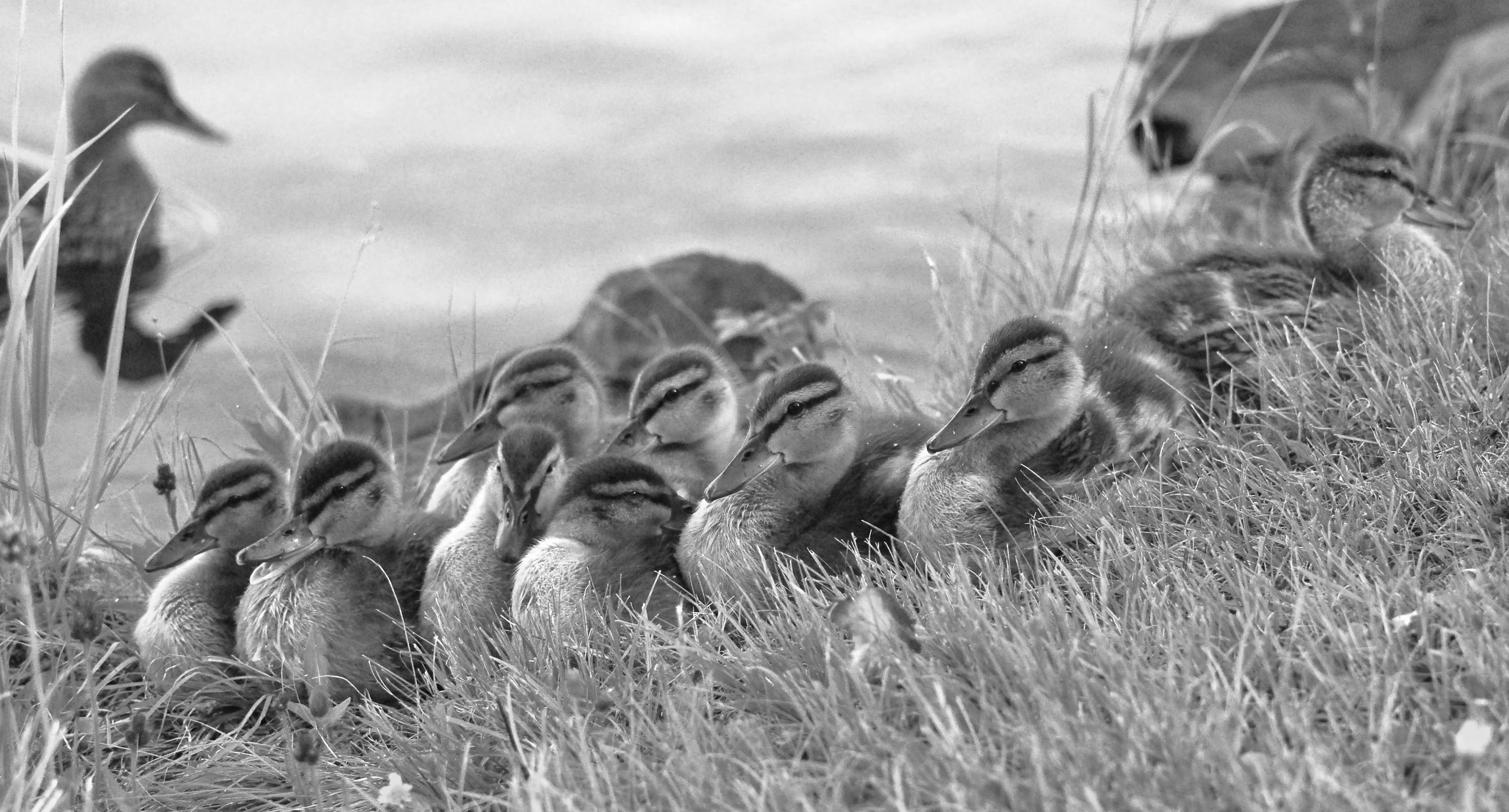 my-ducks-in-a-row-shutterbug